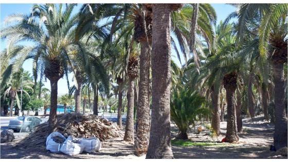 Palmelunden Elmasa sør på Gran Canaria gjennomgår  en grundig opprydding.