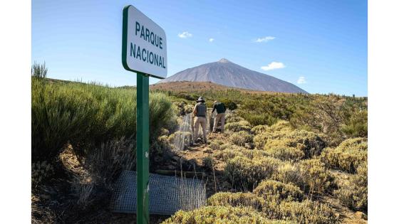 Parque Nacional del Teide 