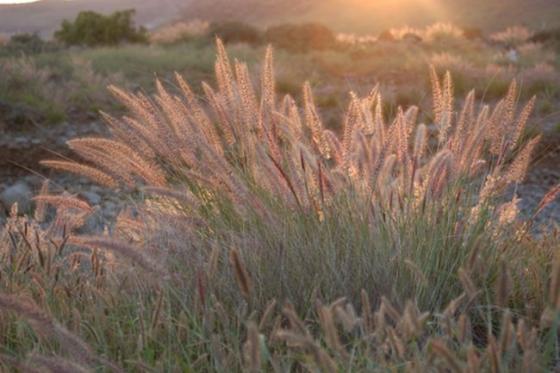 Rabo de gato (Pennisetum Setaceum)