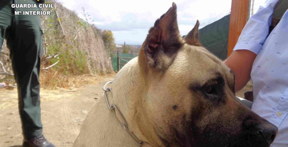 Ulovlig kupering av ører på hunderasen presa canario.