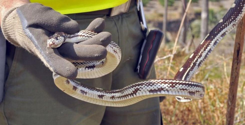 Californisk kongesnok (Lampropeltis californiae